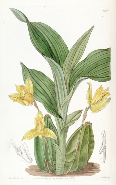 Lycaste Aromatica (as syn. Maxillaria Aromatica) by Miss Drake